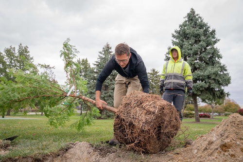 Tree Planting Service Project