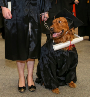 Dog grad