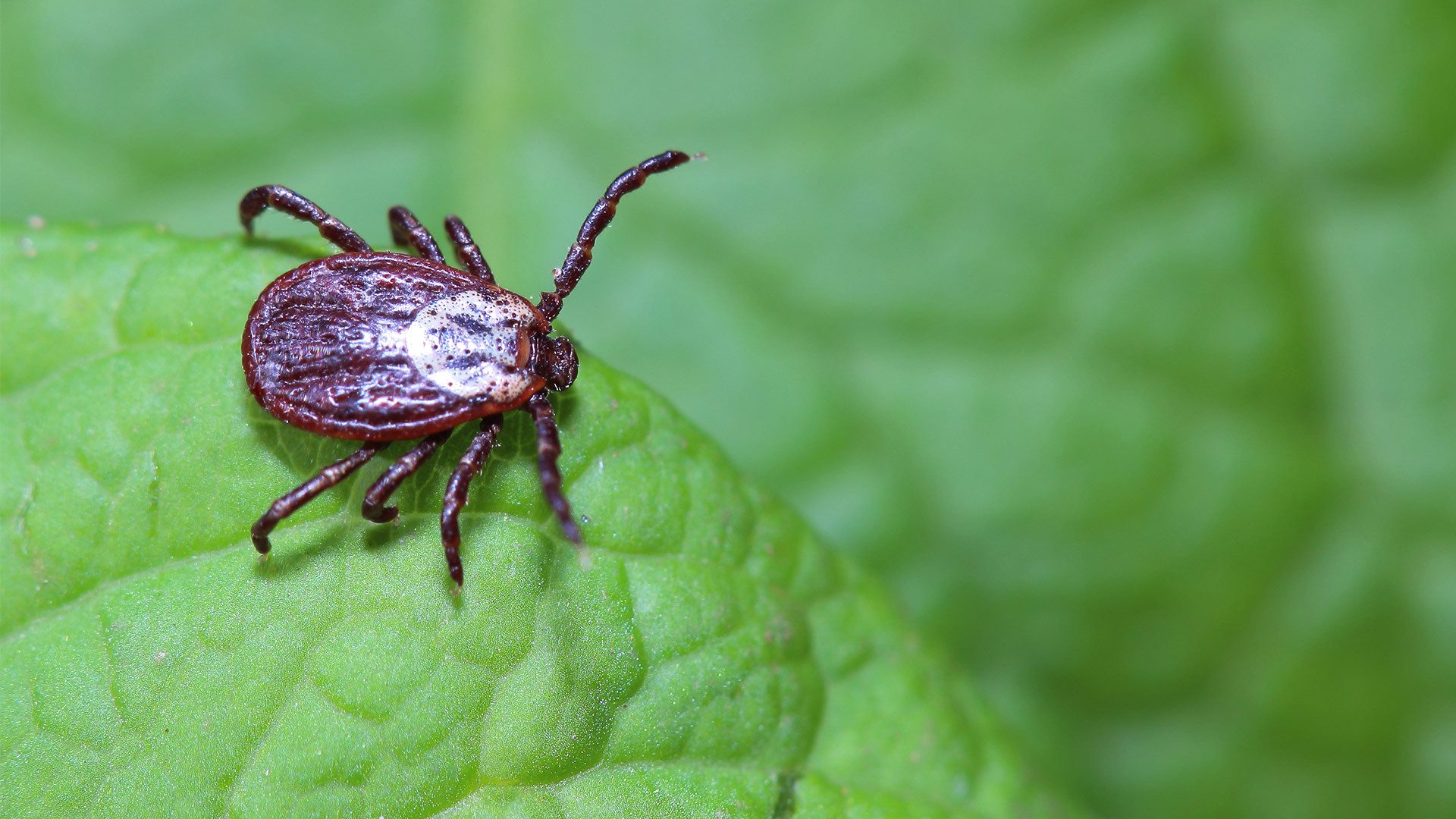 Mild winters, other factors contribute to uptick in ticks this year