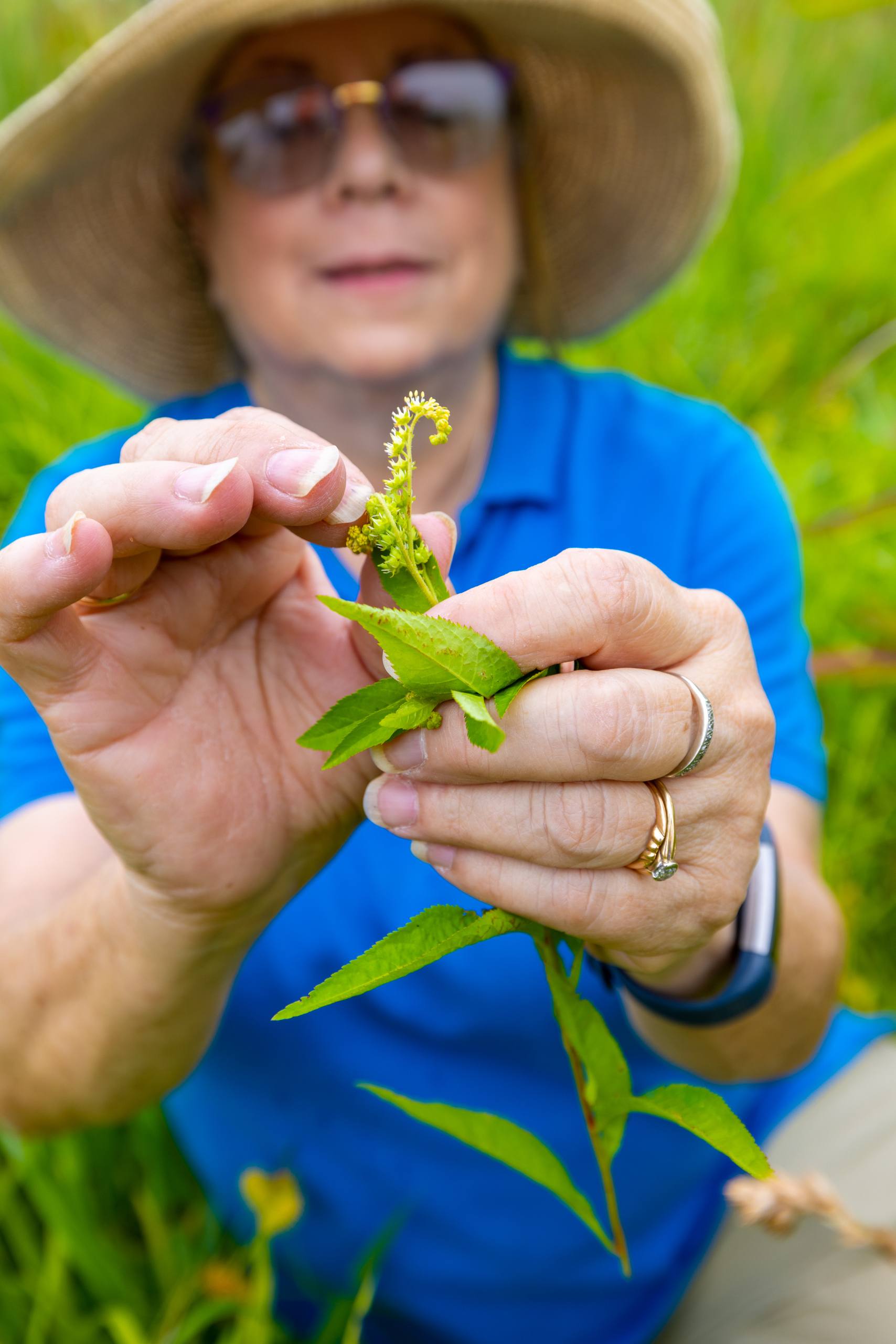 A scientist holds a budding plant.