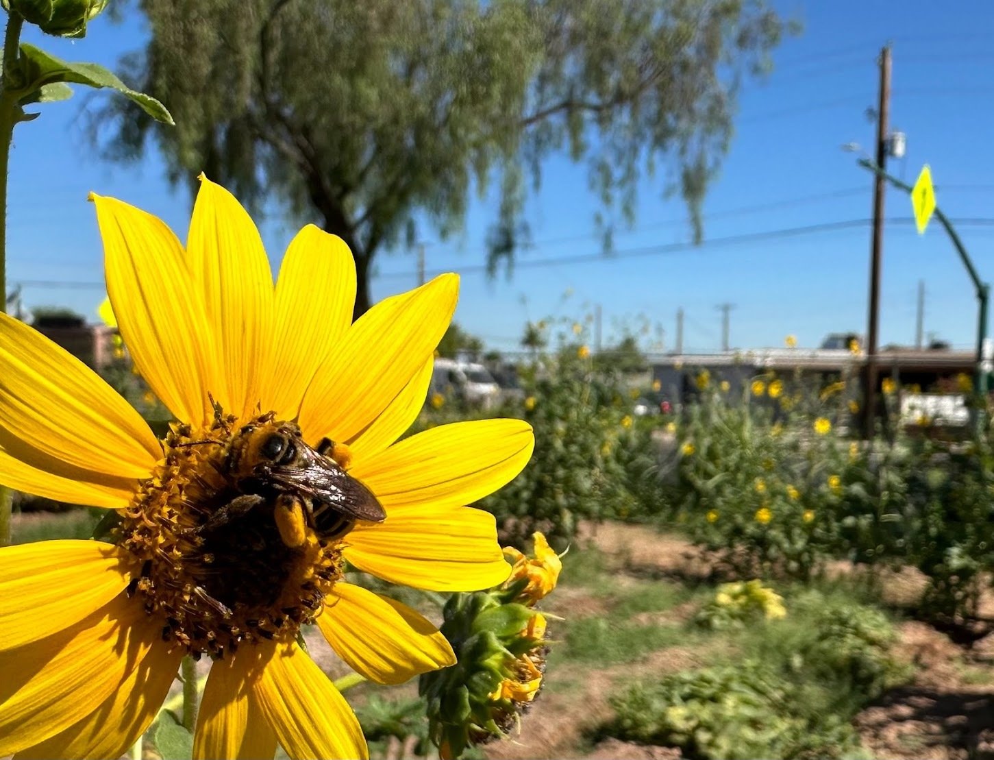 A bee on a sunflower.