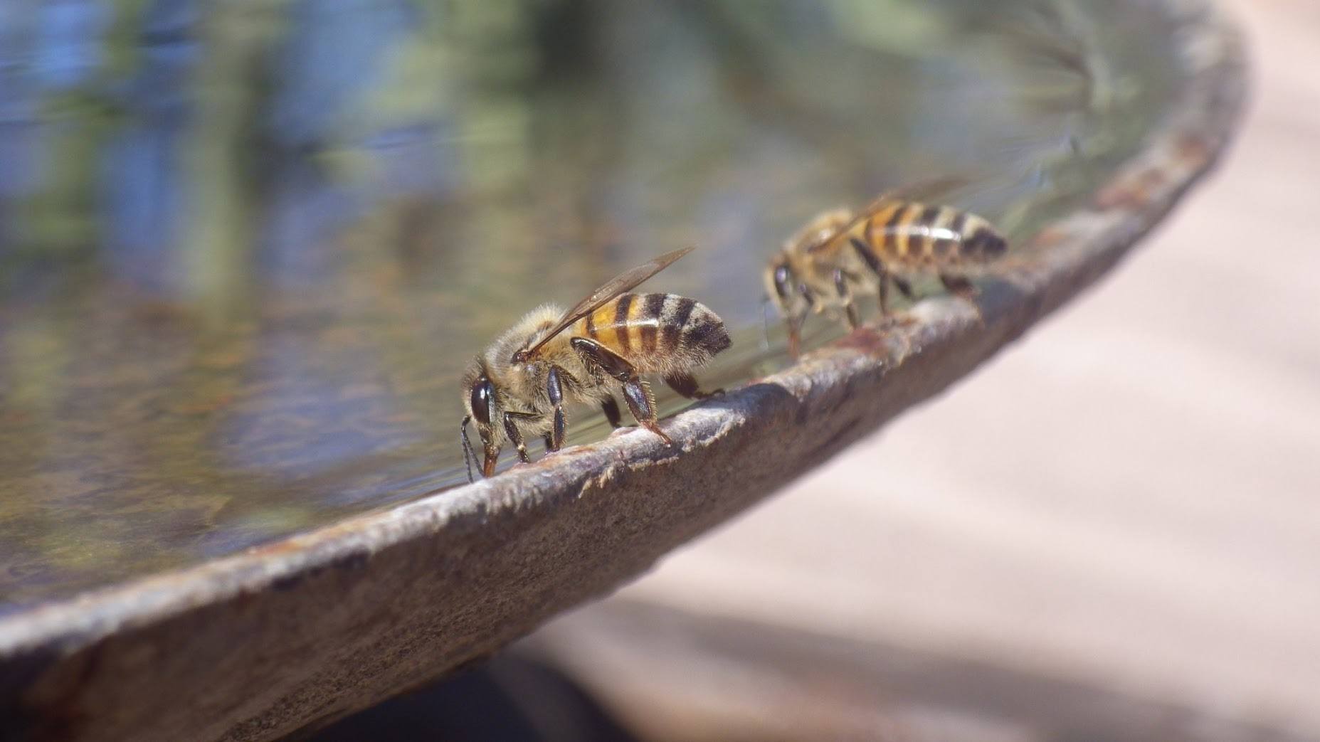 Two bees drink water out of a basin.