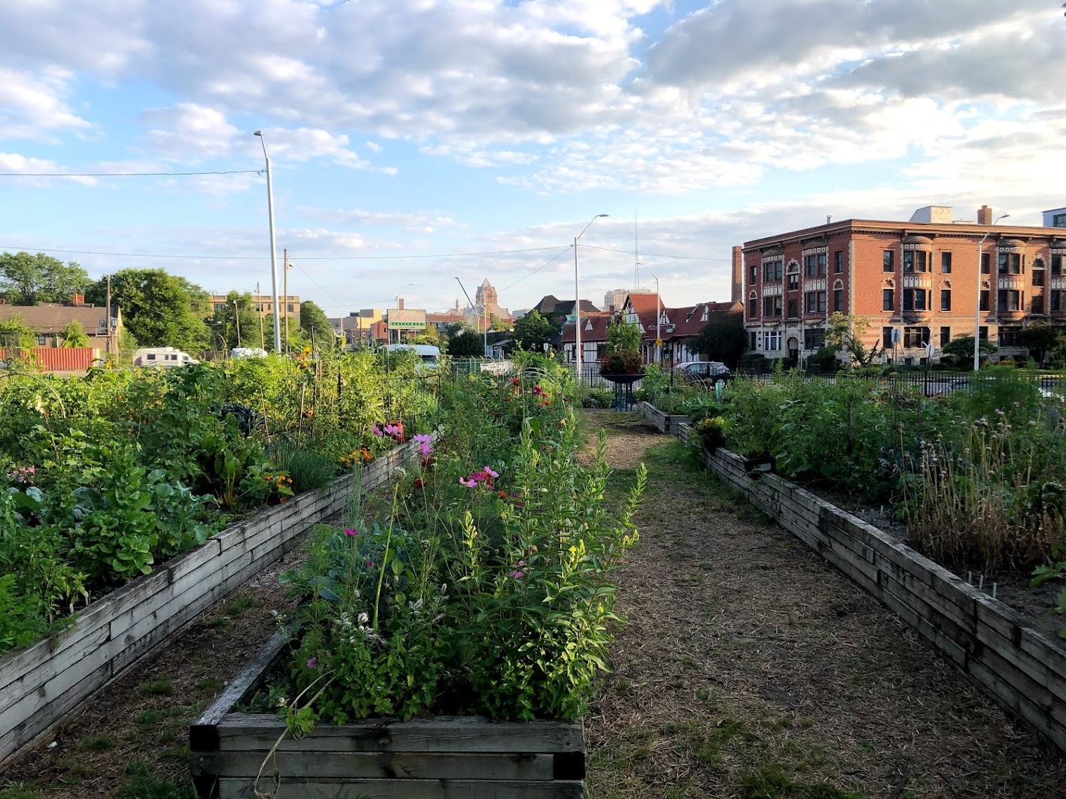 An urban garden with flowers and other plants.