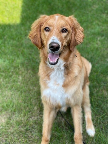 BGSU PAWS Therapy Dog Team