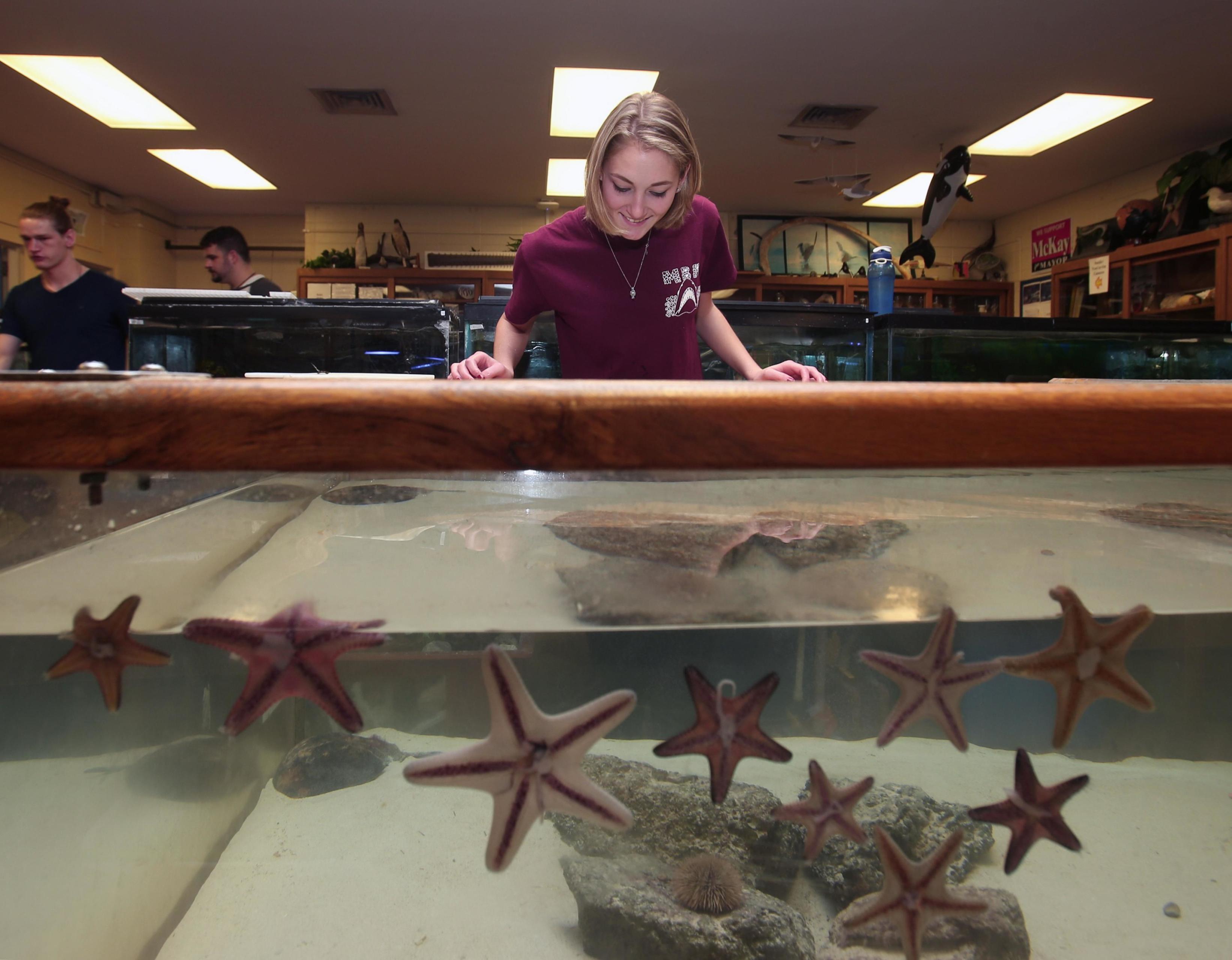 A student looks into a tank of starfish in the Marine Biology Lab